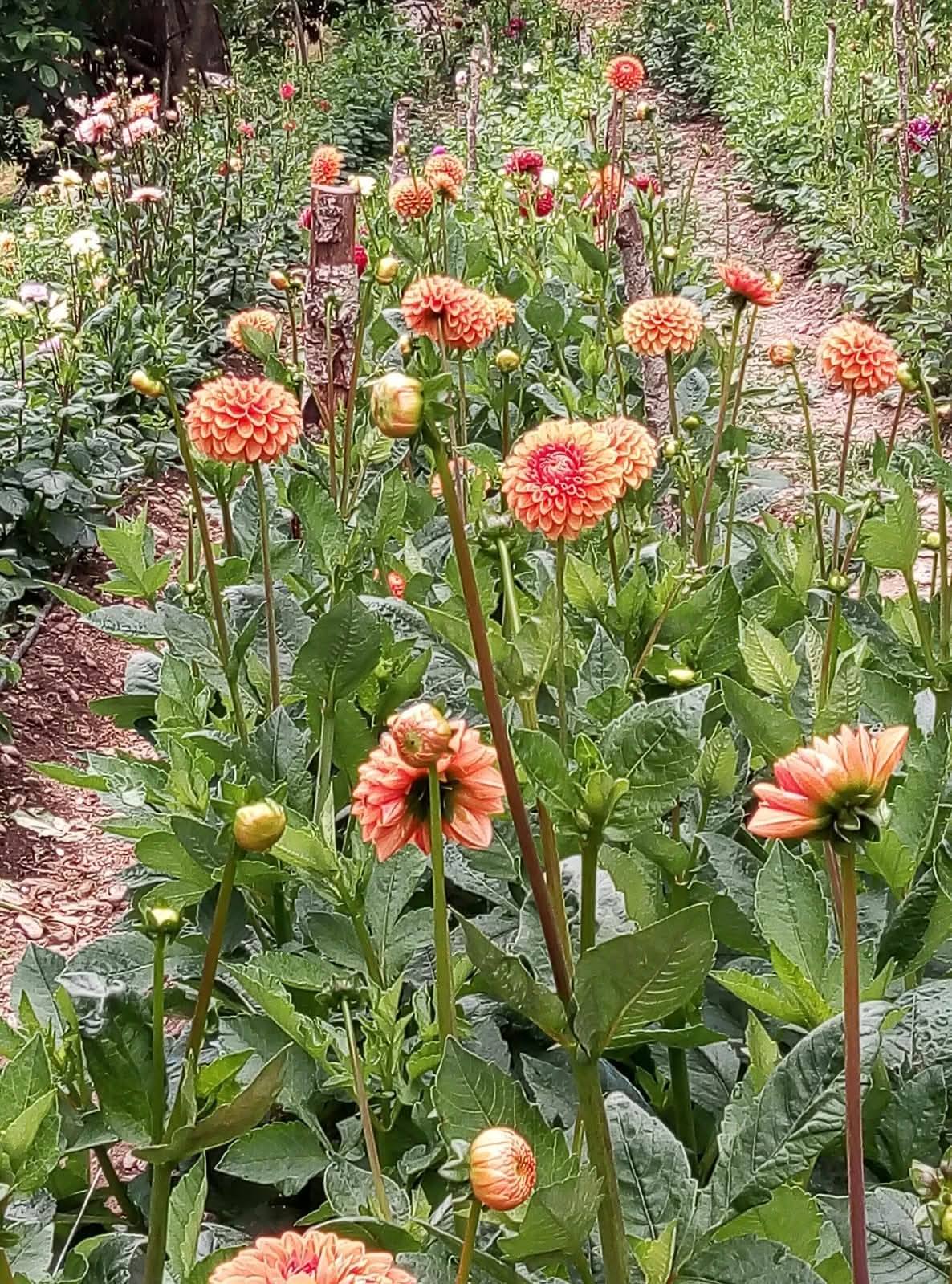 Küllü Köyü'nde Çiçek Bahçesi Cenneti (8)