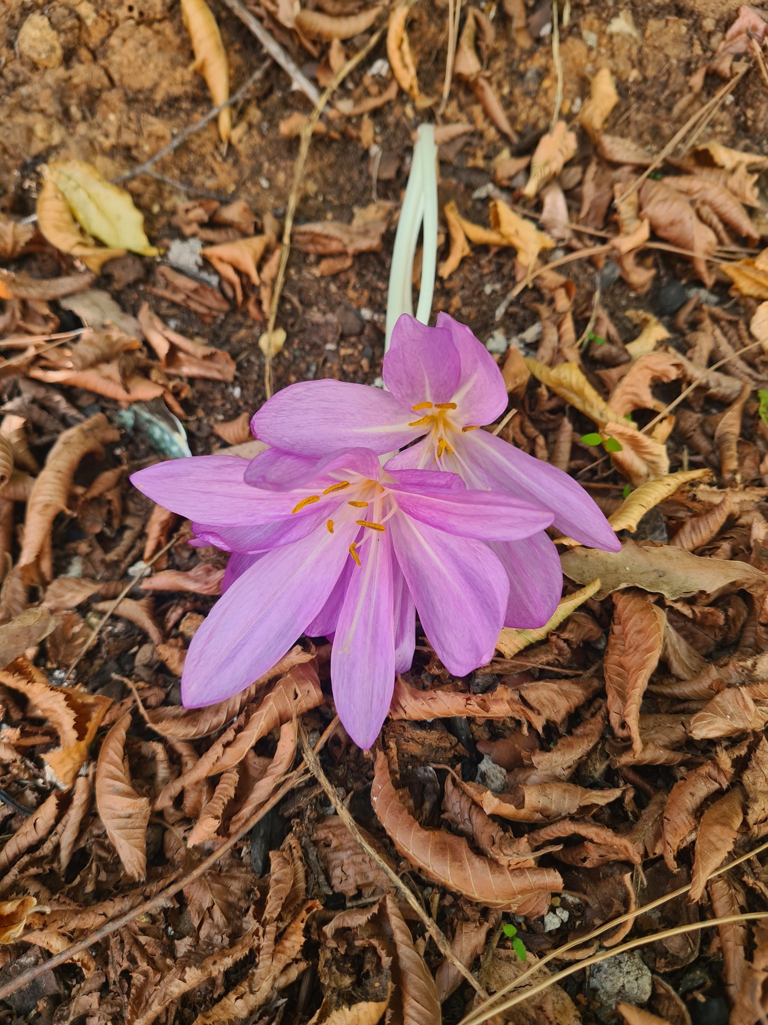 Olukbaşı Yaylası’nda Göç Çiçeği Çiğdem Açtı10