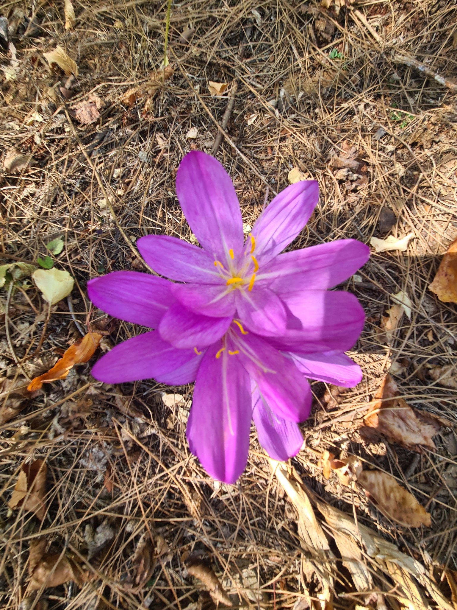 Olukbaşı Yaylası’nda Göç Çiçeği Çiğdem Açtı2