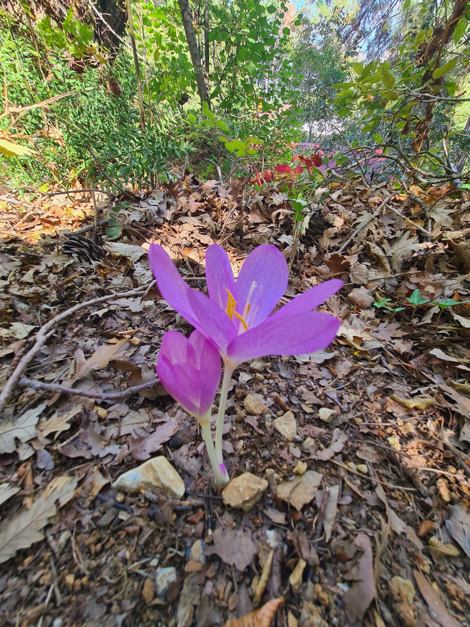 Olukbaşı Yaylası’nda Göç Çiçeği Çiğdem Açtı3