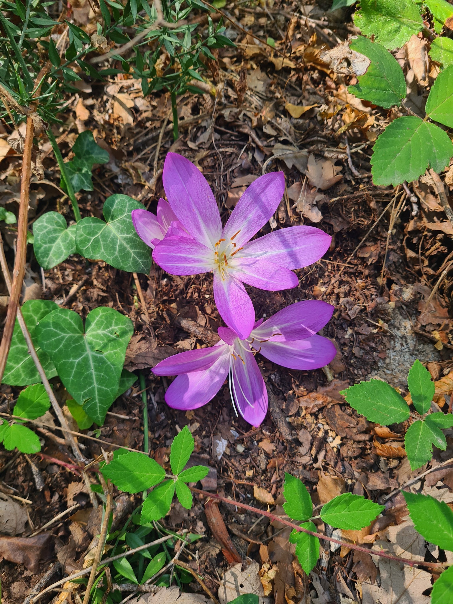 Olukbaşı Yaylası’nda Göç Çiçeği Çiğdem Açtı4