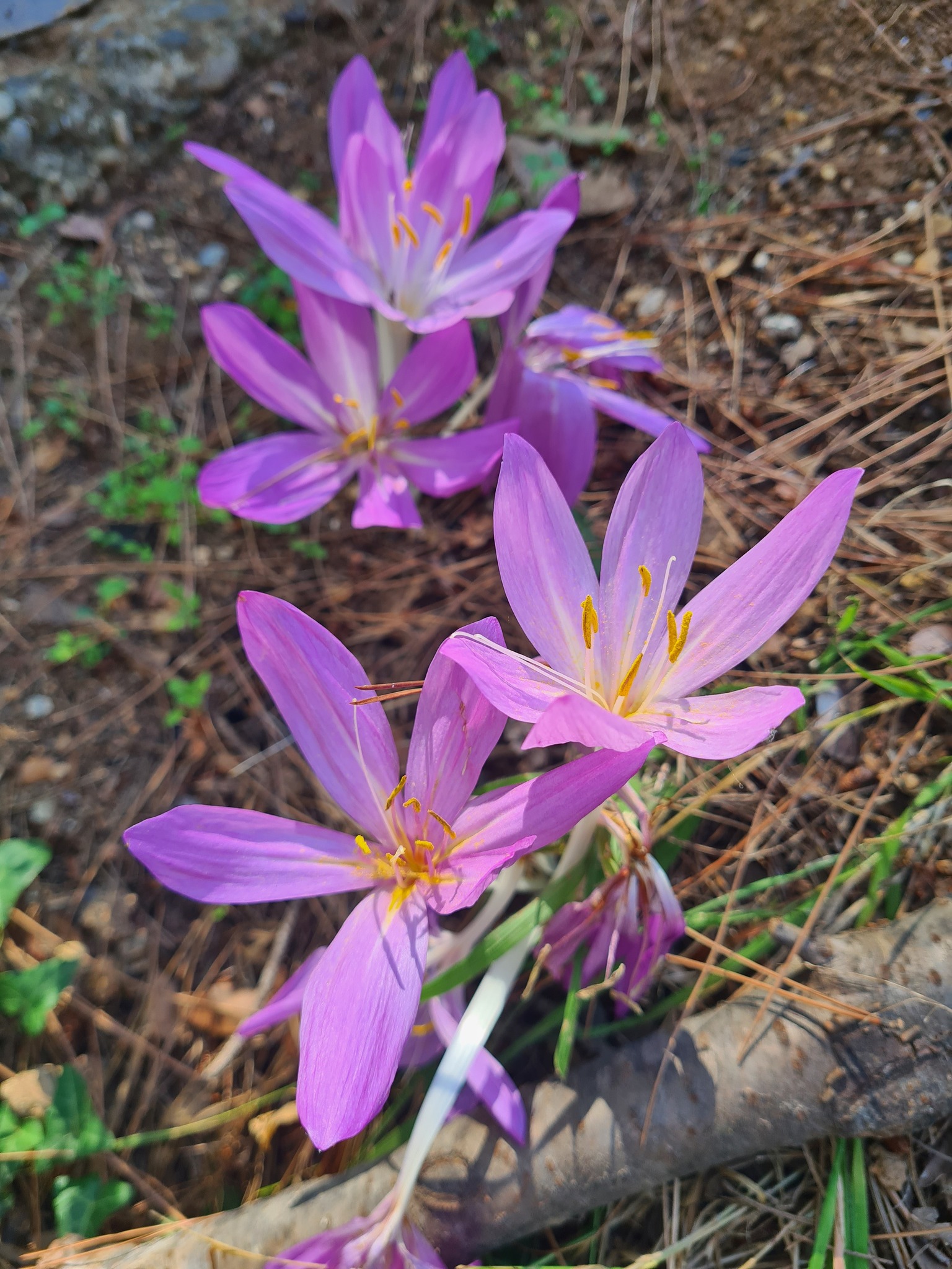 Olukbaşı Yaylası’nda Göç Çiçeği Çiğdem Açtı5