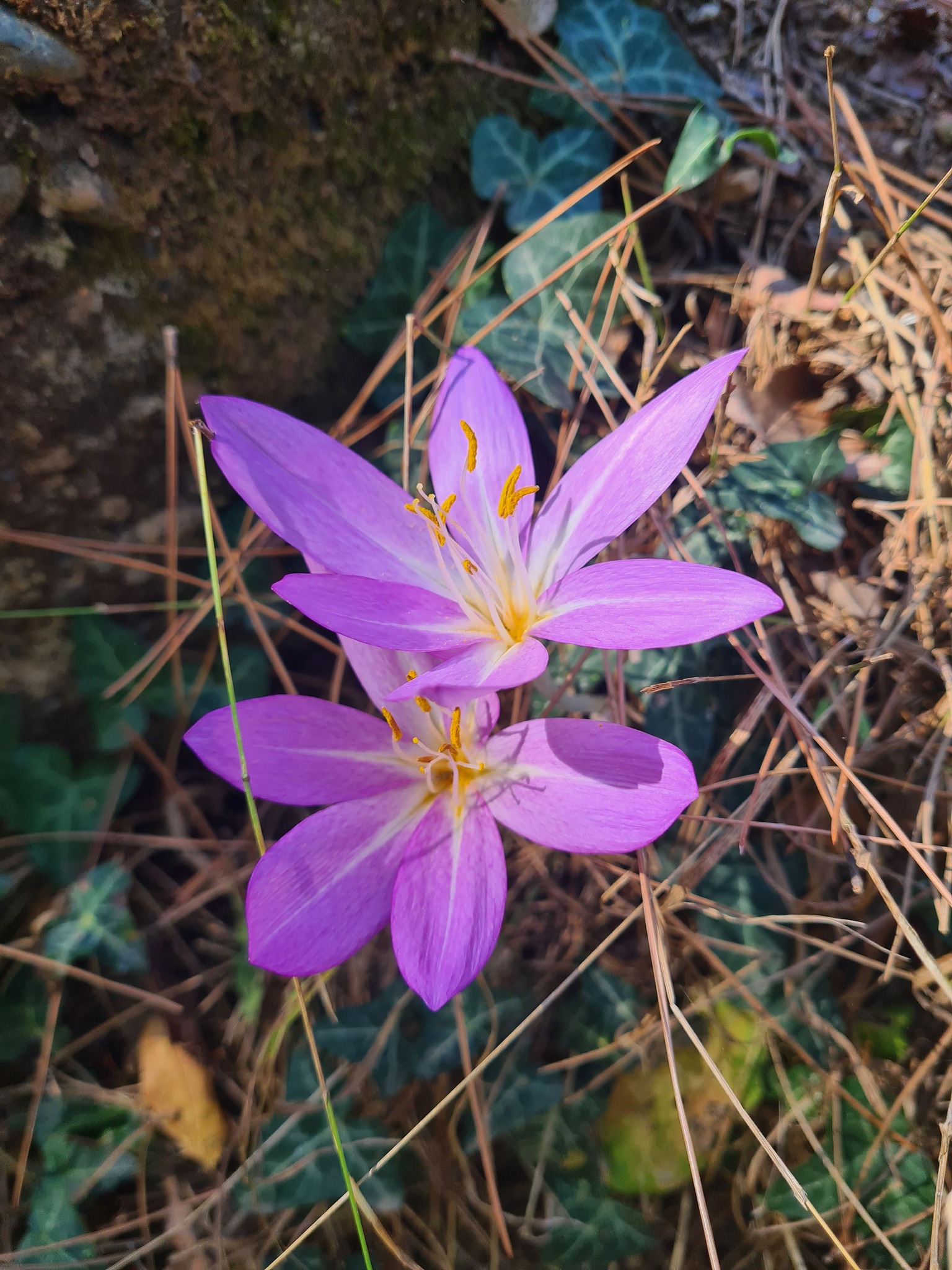Olukbaşı Yaylası’nda Göç Çiçeği Çiğdem Açtı6