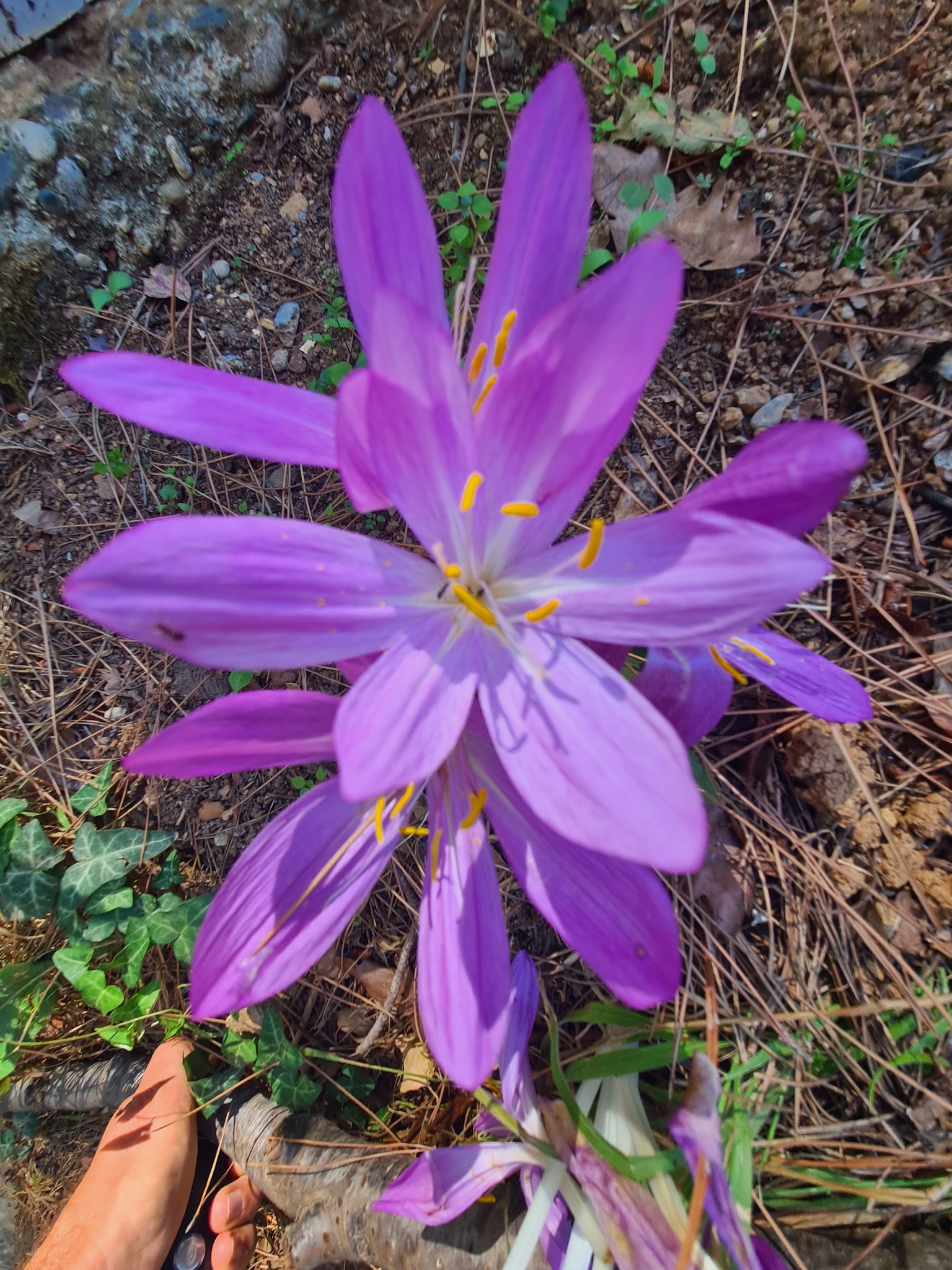 Olukbaşı Yaylası’nda Göç Çiçeği Çiğdem Açtı7