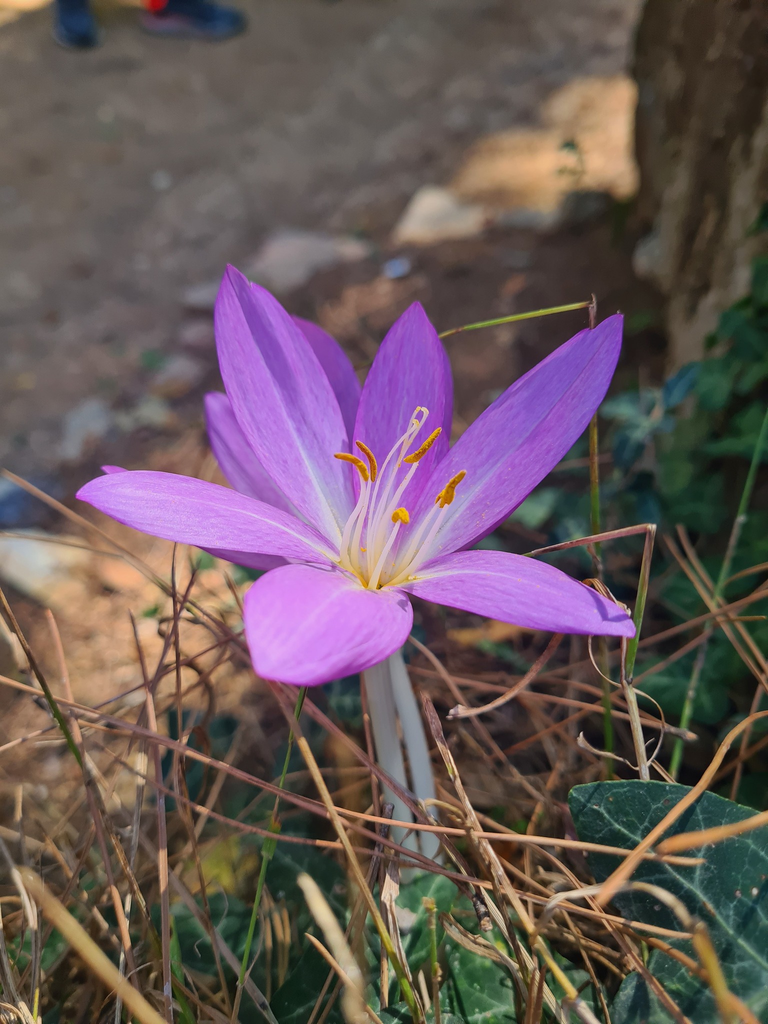 Olukbaşı Yaylası’nda Göç Çiçeği Çiğdem Açtı8