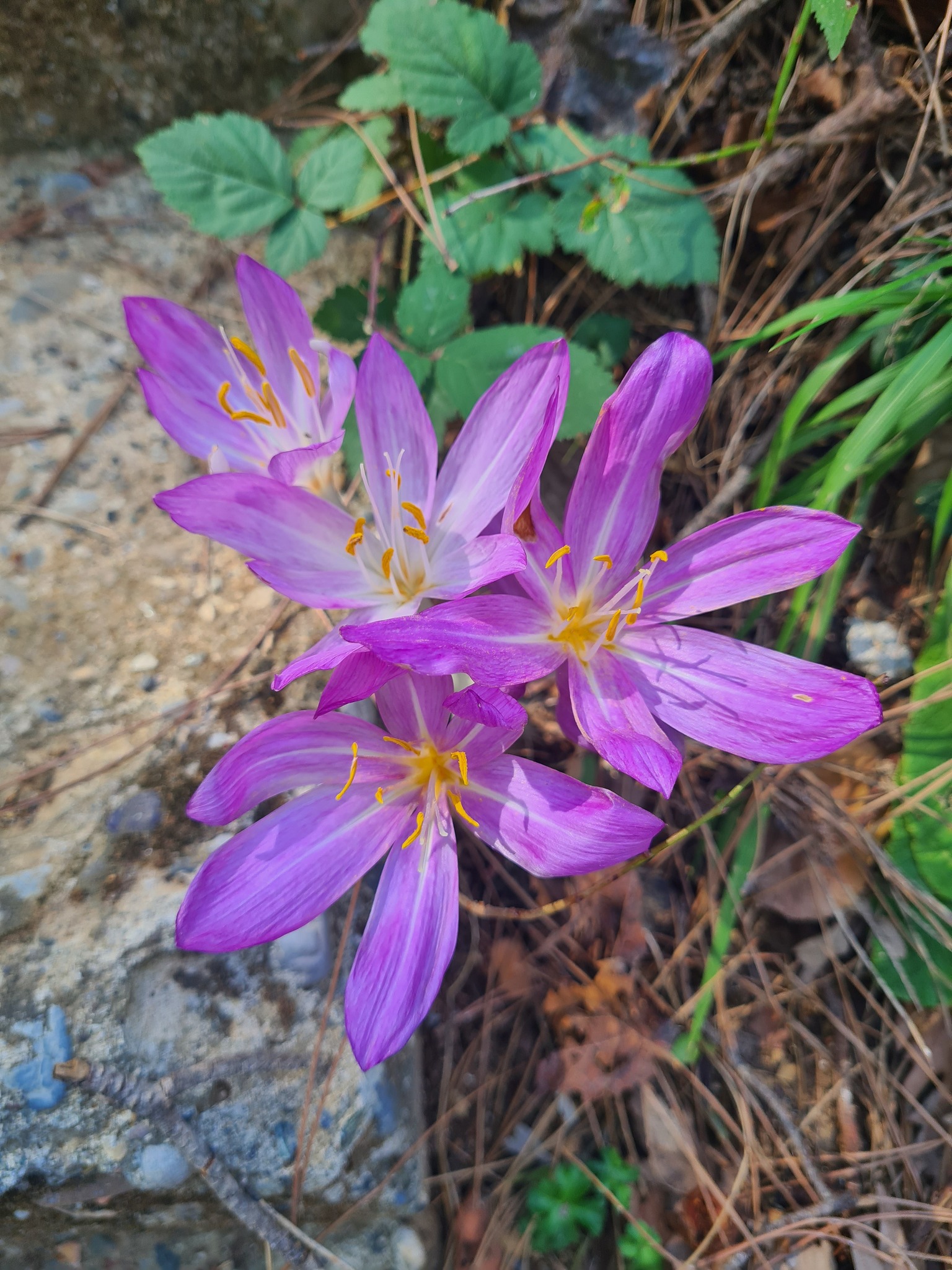 Olukbaşı Yaylası’nda Göç Çiçeği Çiğdem Açtı9