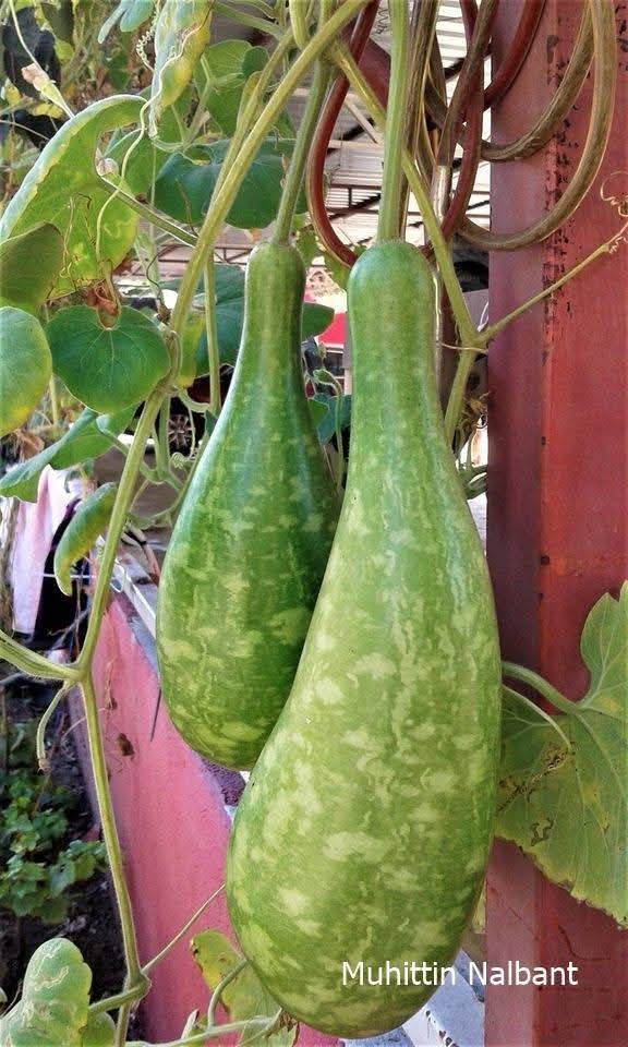 Osmaniye Mutfağının Gizli Hazinesi Su Kabağı (1)