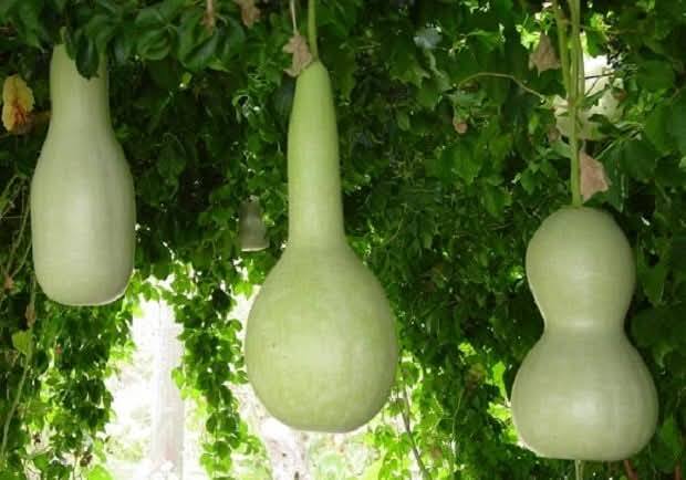 Osmaniye Mutfağının Gizli Hazinesi Su Kabağı (2)