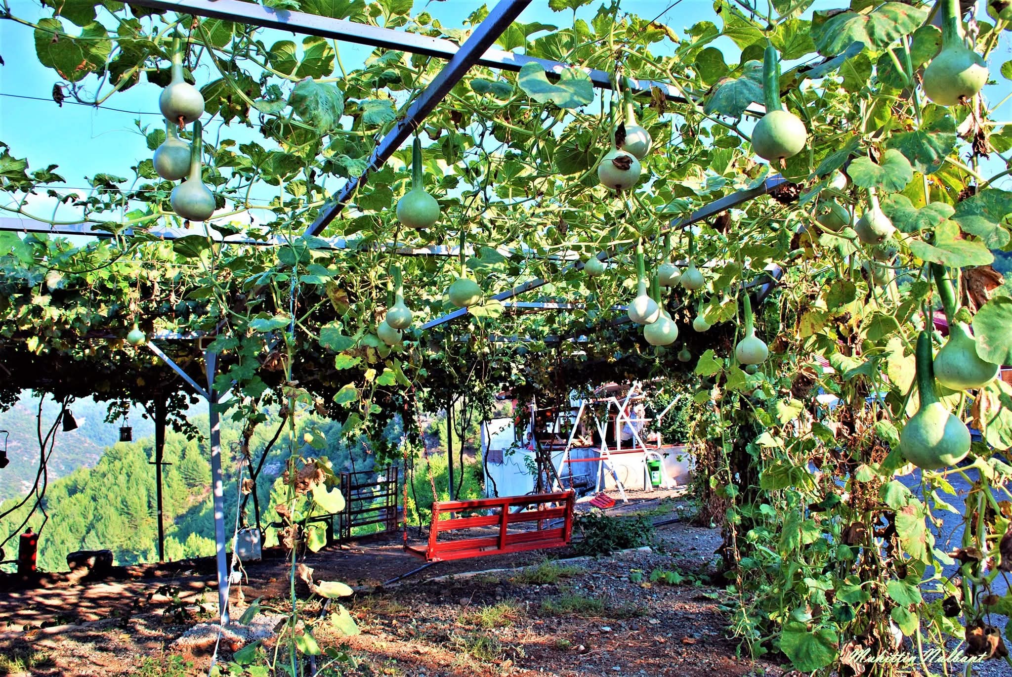 Osmaniye Mutfağının Gizli Hazinesi Su Kabağı (3)