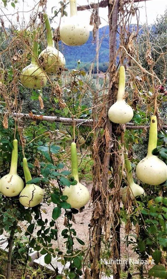 Osmaniye Mutfağının Gizli Hazinesi Su Kabağı (4)