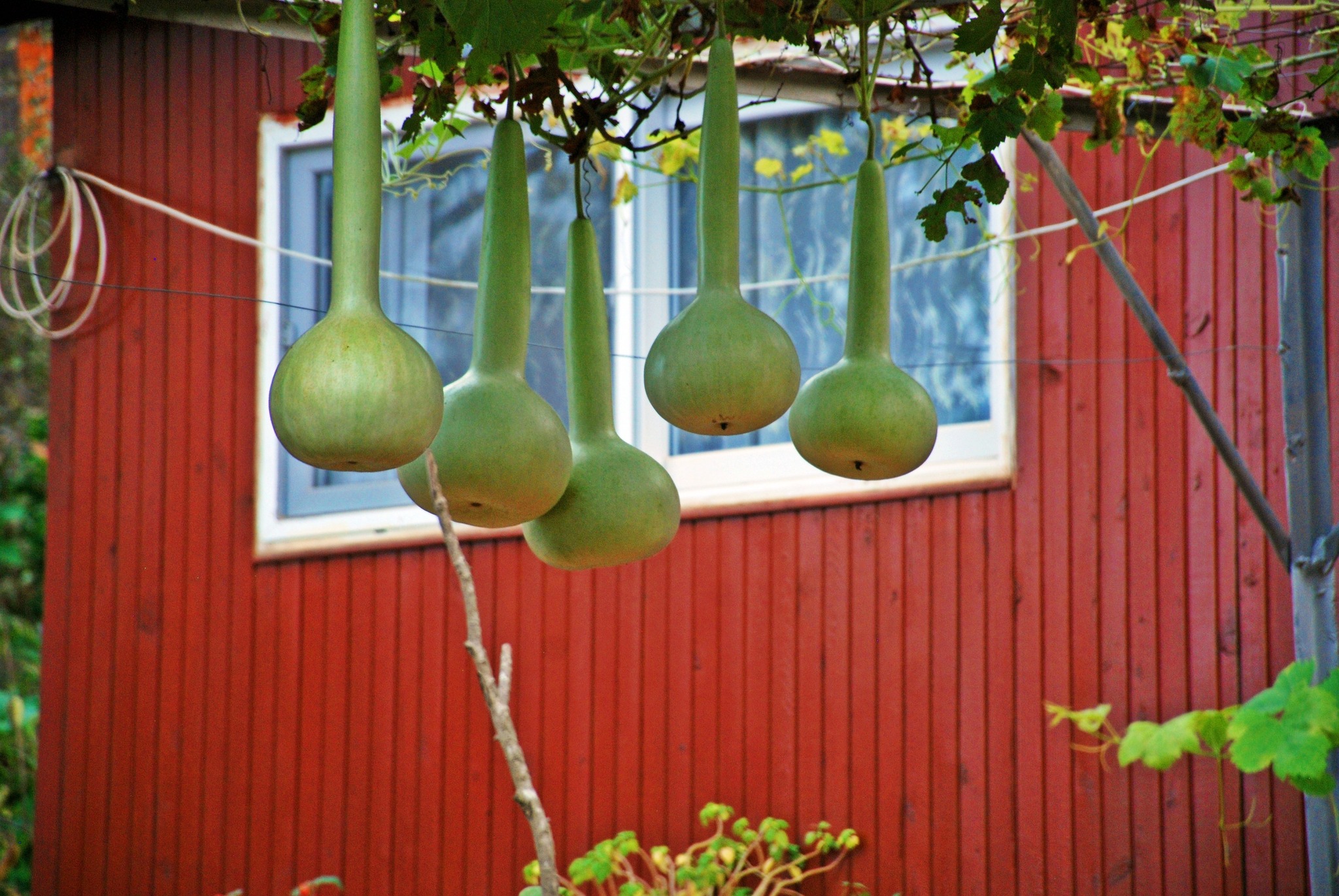 Osmaniye Mutfağının Gizli Hazinesi Su Kabağı (6)