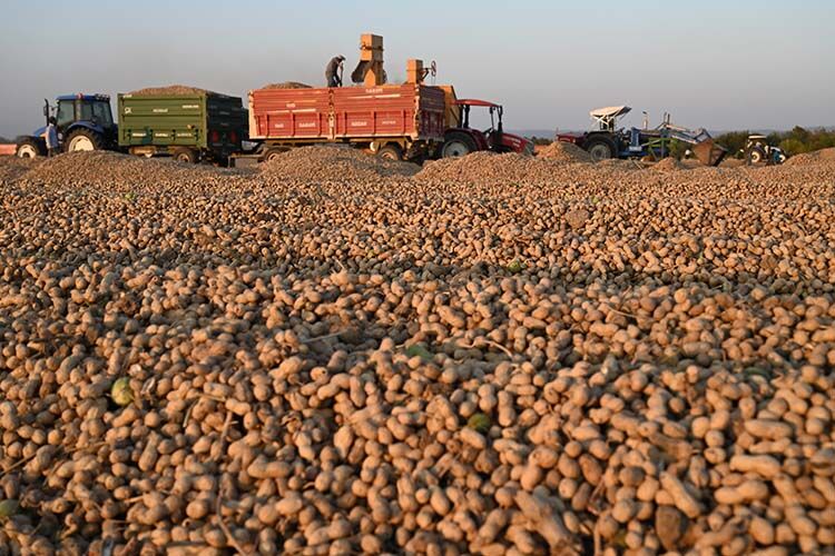 Osmaniye’de Yer Fıstığı Hasadı Başladı Rekoltede Artış Bekleniyor (3)