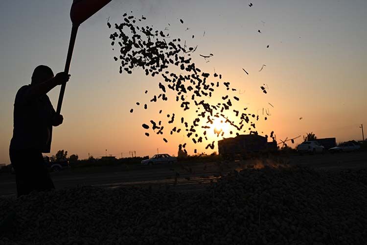 Osmaniye’de Yer Fıstığı Hasadı Başladı Rekoltede Artış Bekleniyor (4)