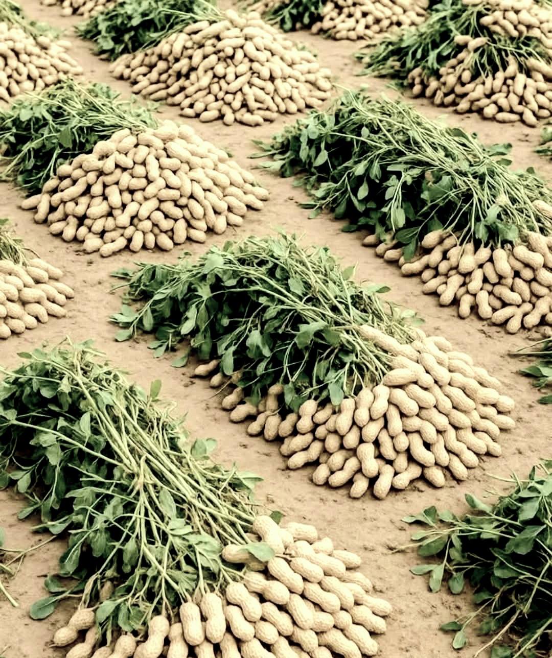 Osmaniye’den Yeni Lezzet Fıstık Kebabı4