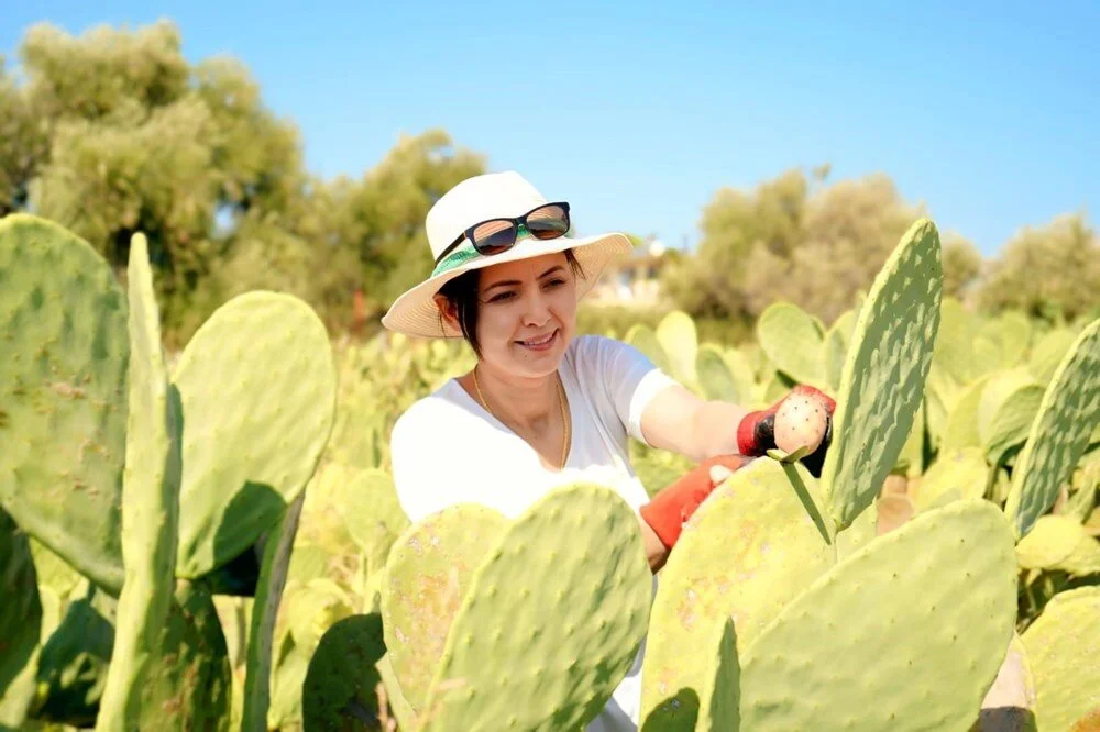 Osmaniyeliler Gurur Duyacak Tescilli Dikenli İncir2