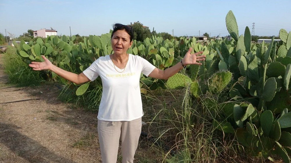 Osmaniyeliler Gurur Duyacak Tescilli Dikenli İncir3