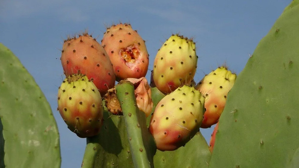 Osmaniyeliler Gurur Duyacak Tescilli Dikenli İncir4