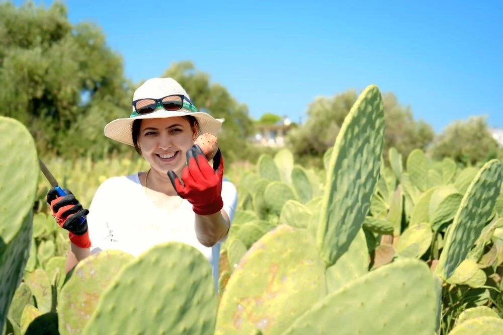 Osmaniyeliler Gurur Duyacak Tescilli Dikenli İncir5