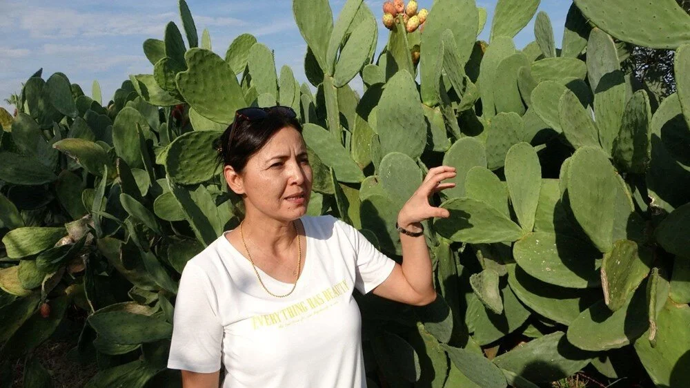 Osmaniyeliler Gurur Duyacak Tescilli Dikenli İncir6