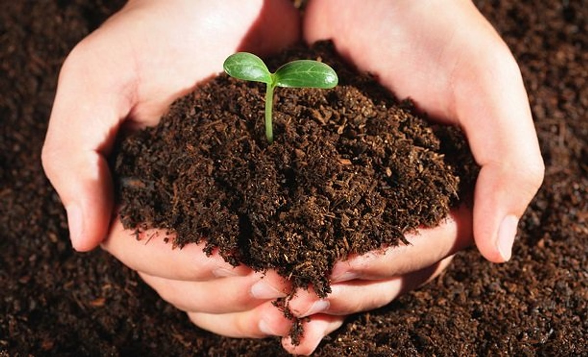 Osmaniyeliler İçin Evde Bitki Bakımının Altın Kuralları3