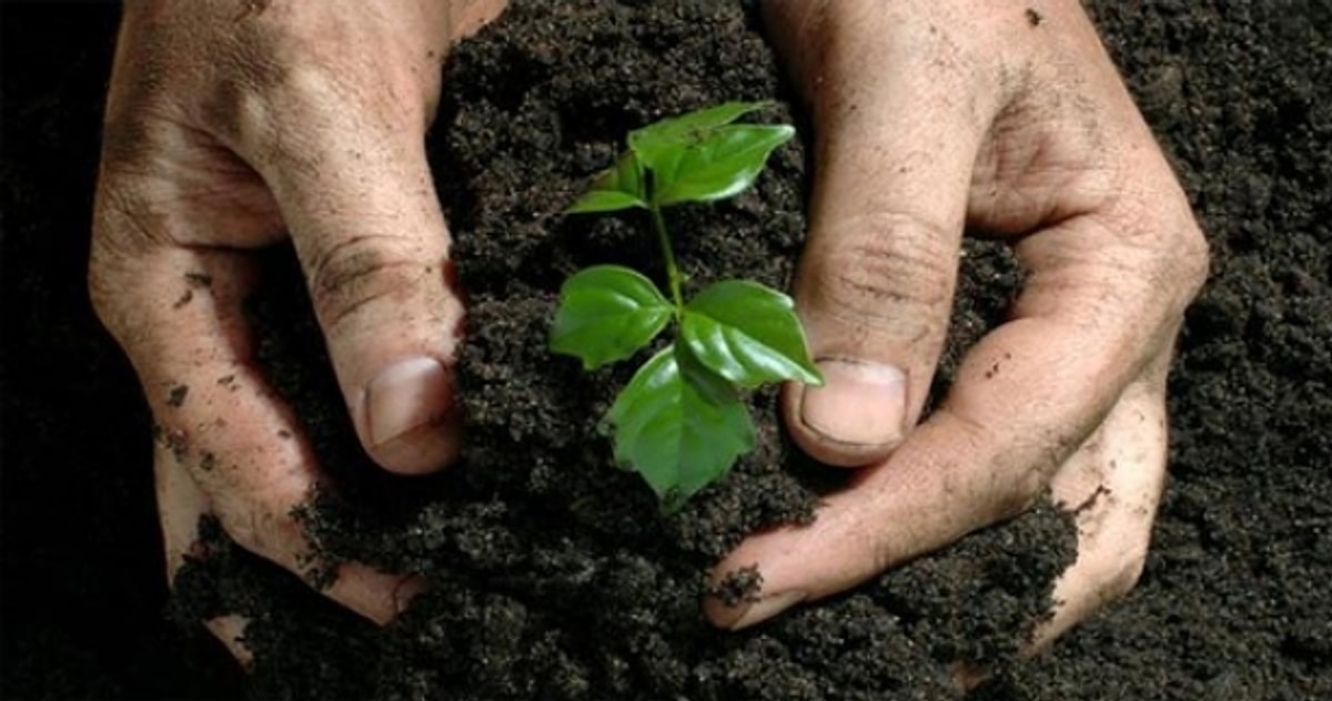 Osmaniyeliler İçin Evde Bitki Bakımının Altın Kuralları5