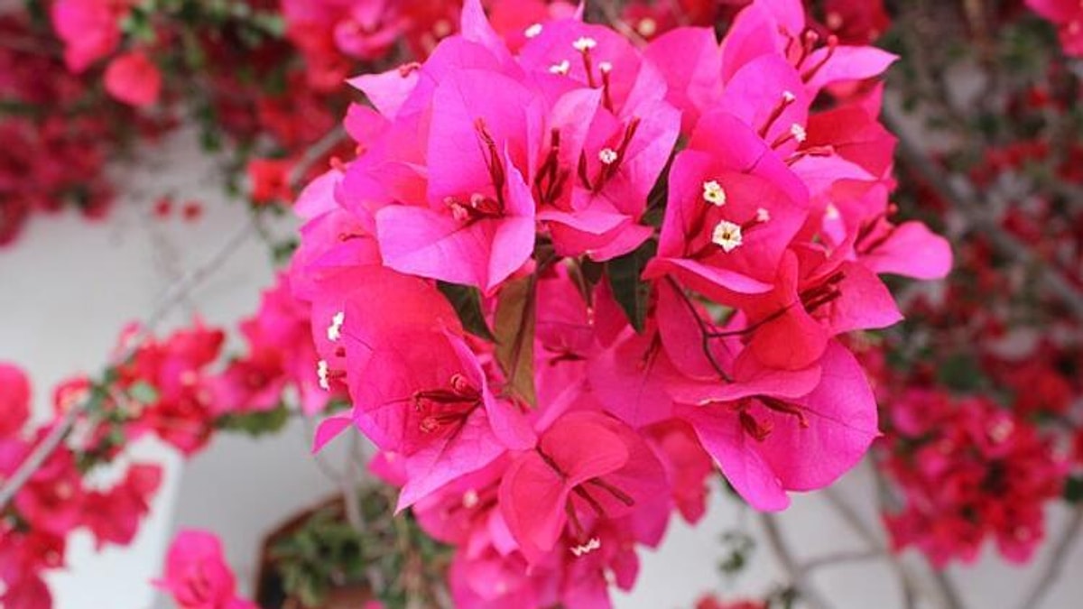 Osmaniyeliler İçin Evde Bitki Bakımının Altın Kuralları6