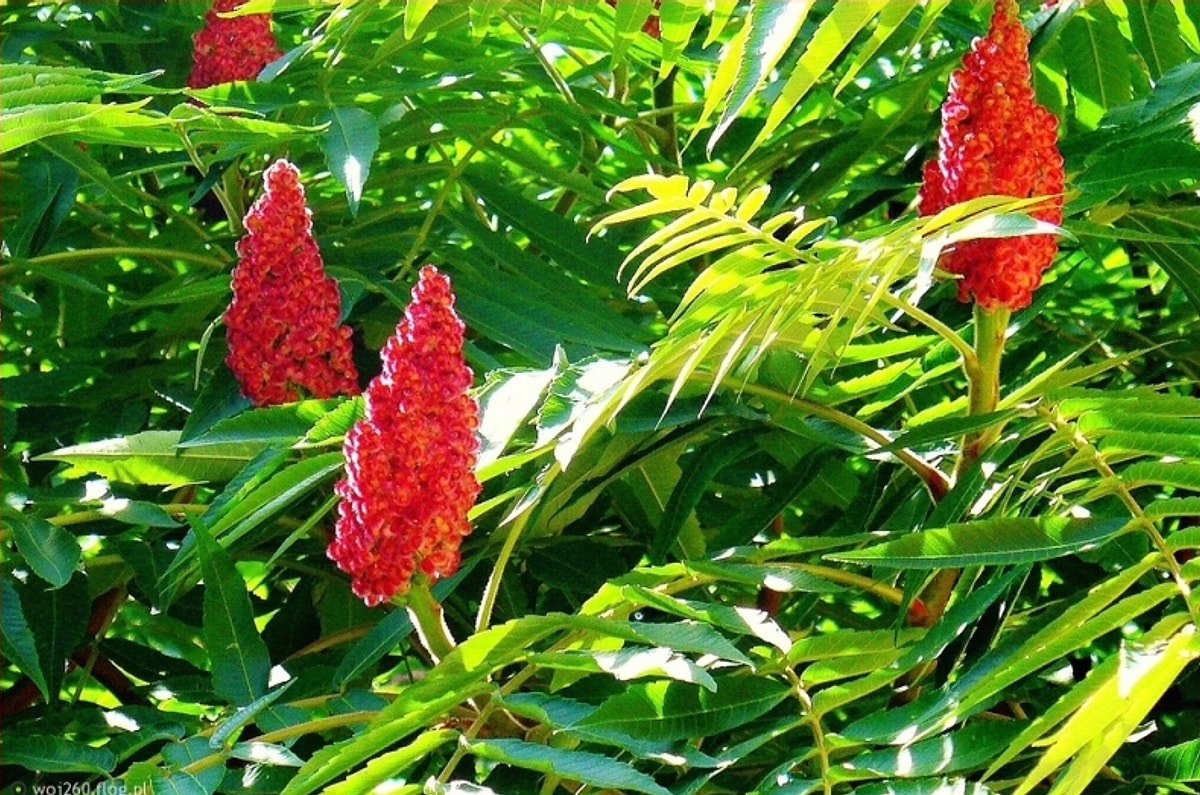 Osmaniyeliler İçin Evde Bitki Bakımının Altın Kuralları7