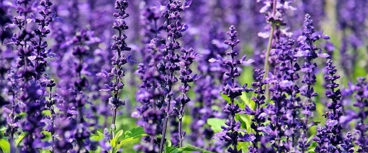 Osmaniyeliler İçin Evde Bitki Bakımının Altın Kuralları8