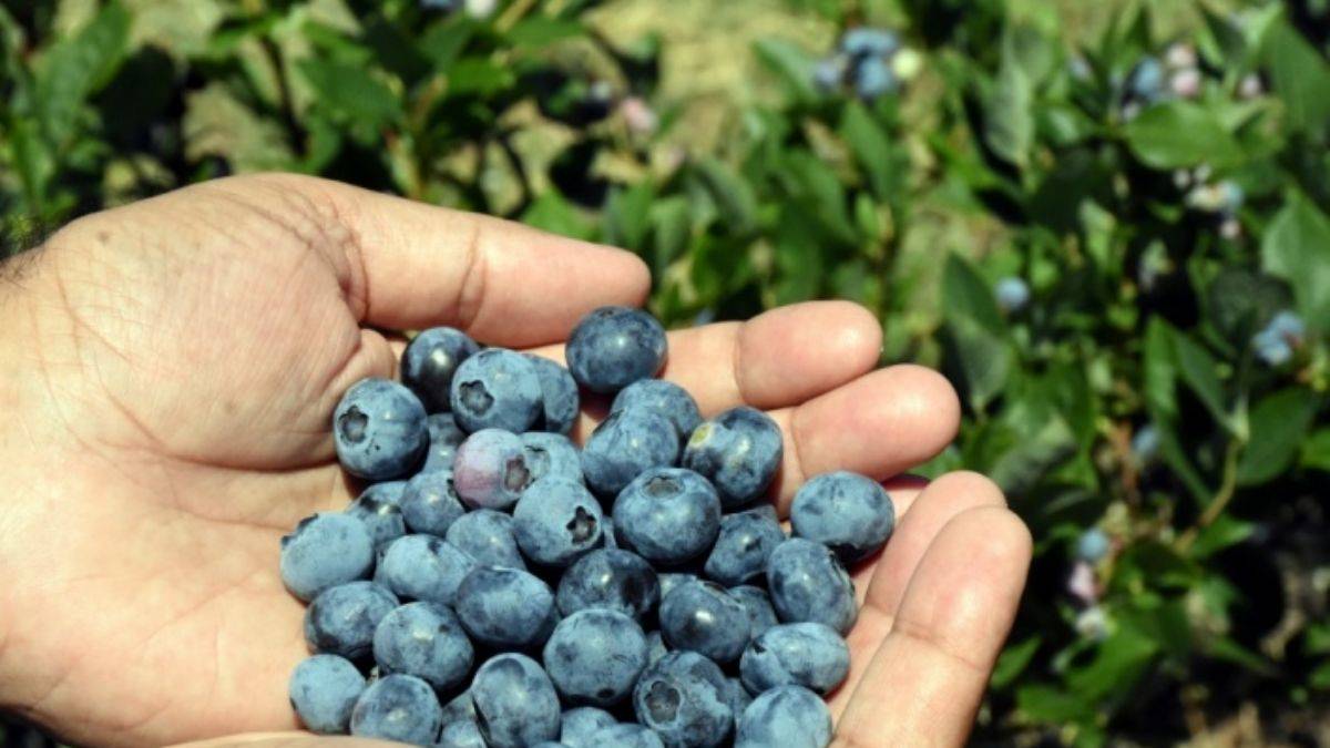 Osmaniyeliler Için Eylül’de Yaban Mersini Bakımı Sırları1