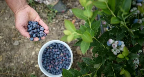 Osmaniyeliler Için Eylül’de Yaban Mersini Bakımı Sırları2