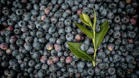 Osmaniyeliler Için Eylül’de Yaban Mersini Bakımı Sırları3