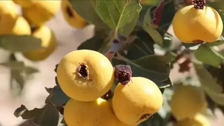 Osmaniyeliler İçin Kalp Dostu Alıç Yaprağı Rehberi3