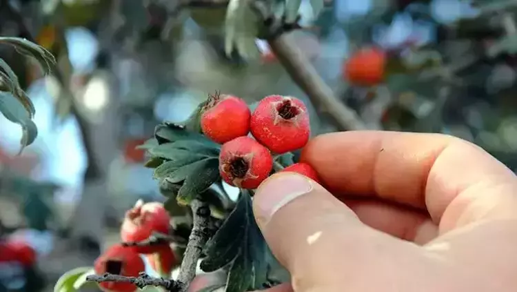 Osmaniyeliler İçin Kalp Dostu Alıç Yaprağı Rehberi5