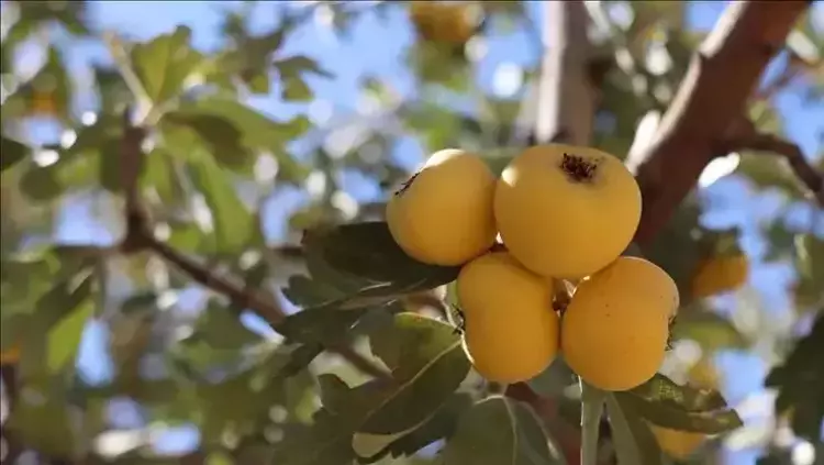 Osmaniyeliler İçin Kalp Dostu Alıç Yaprağı Rehberi6