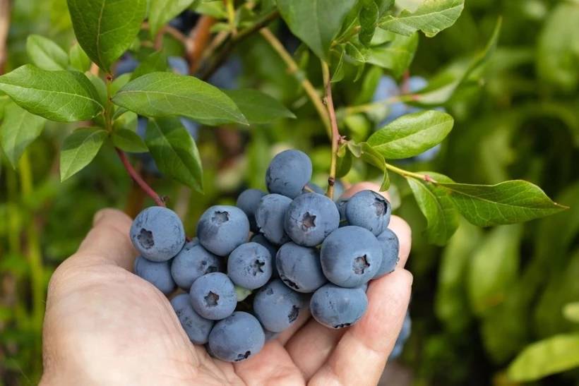 Osmaniyeliler İçin Meyve Ve Sebze Saklama Rehberi10