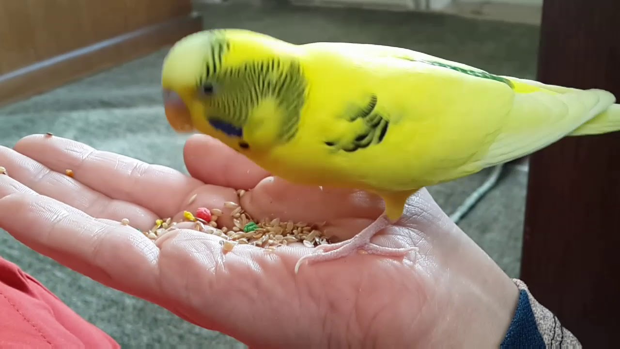 Osmaniyeliler İçin Muhabbet Kuşu Eğitimi2