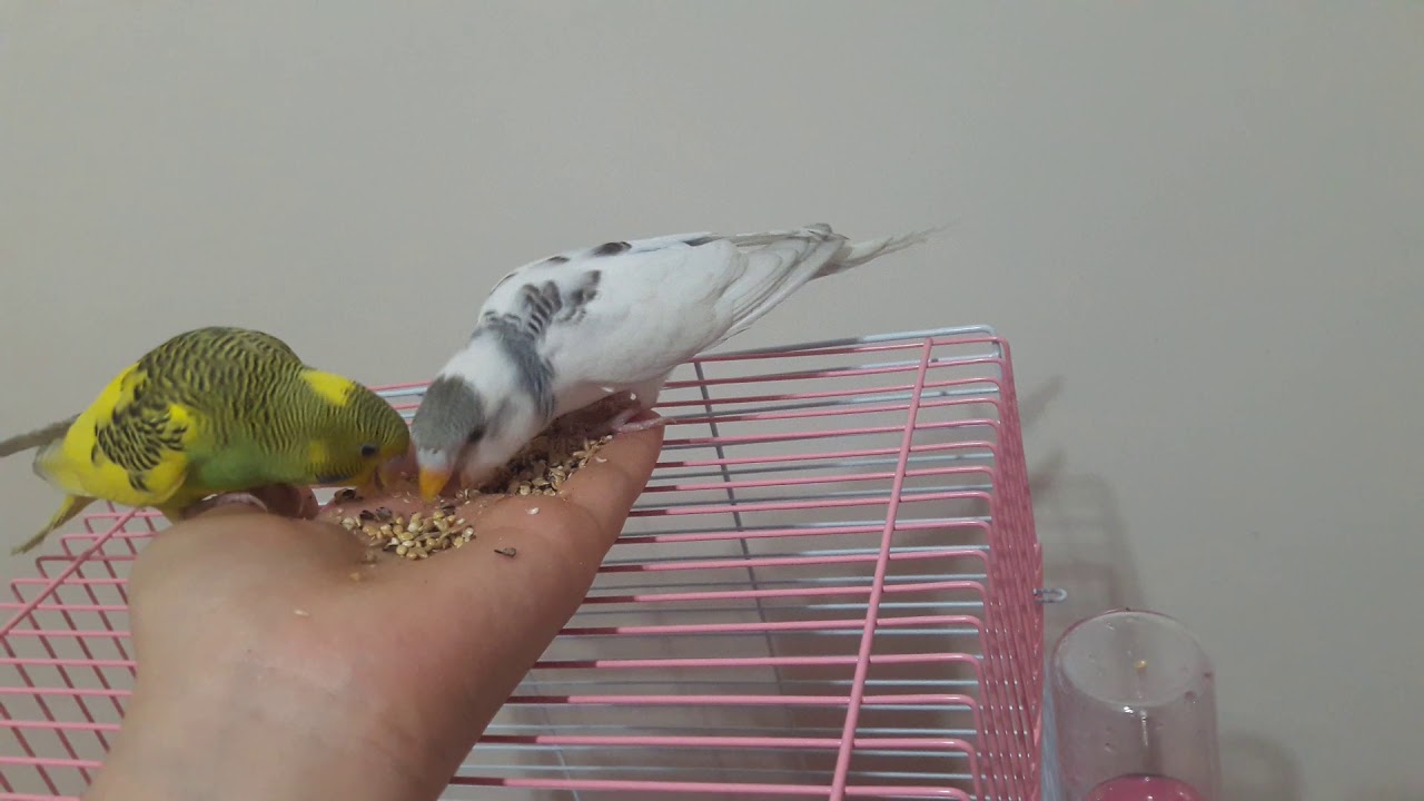 Osmaniyeliler İçin Muhabbet Kuşu Eğitimi3