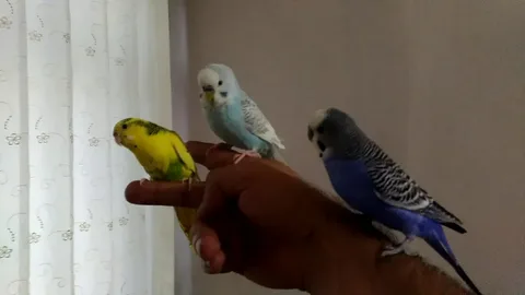 Osmaniyeliler İçin Muhabbet Kuşu Eğitimi4