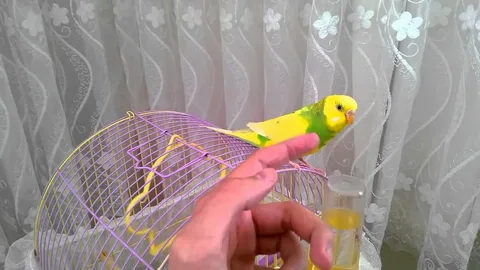 Osmaniyeliler İçin Muhabbet Kuşu Eğitimi5