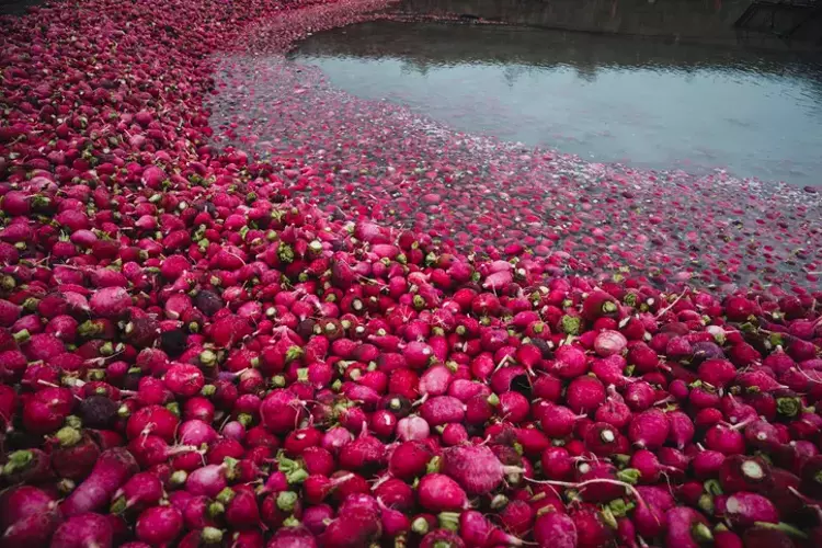 Osmaniyeliler İçin Şifa Kaynağı Yaban Turpu Mucizesi2
