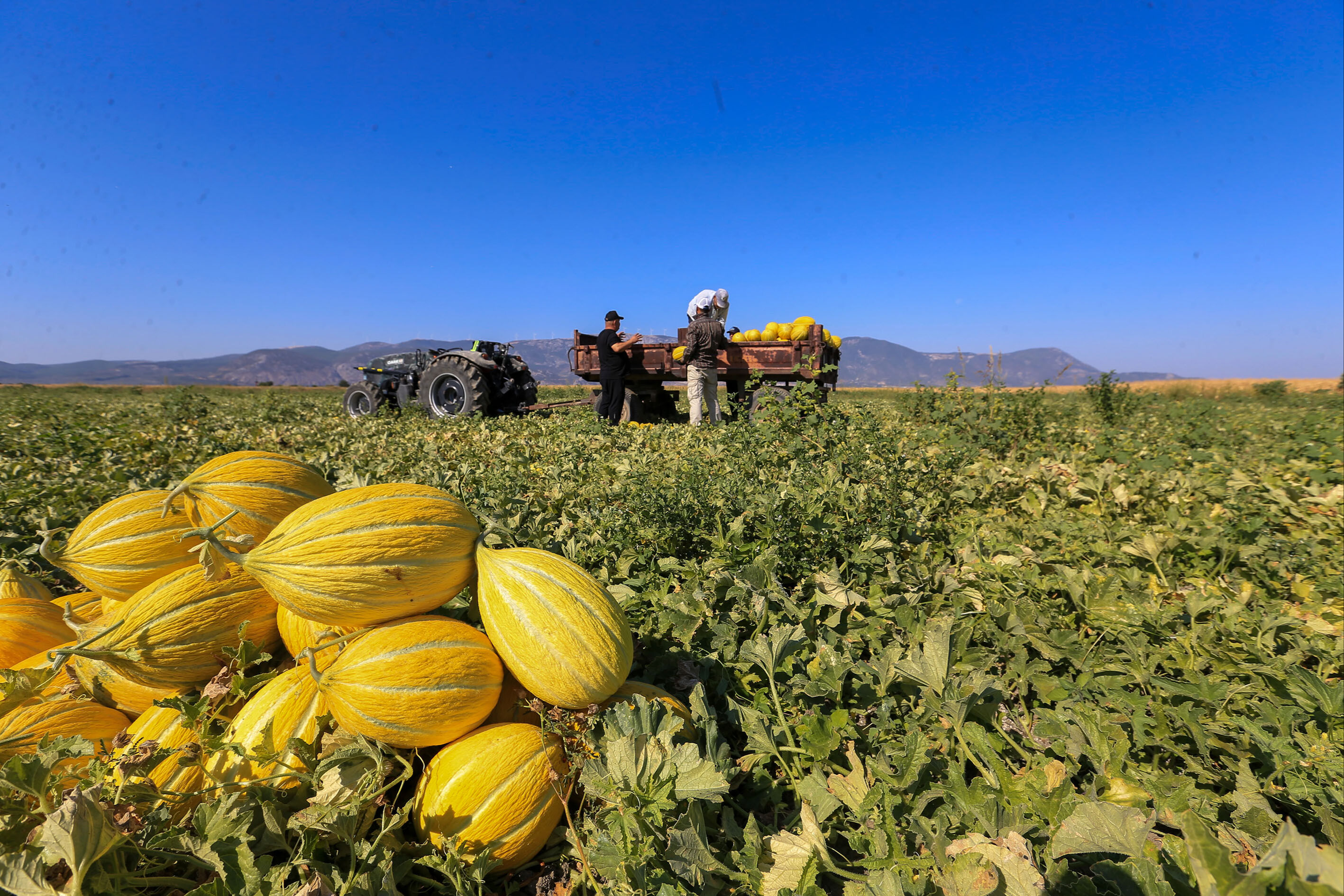 Osmaniyeliler İçin Tescilli Kırkağaç Kavunu Hasadı2