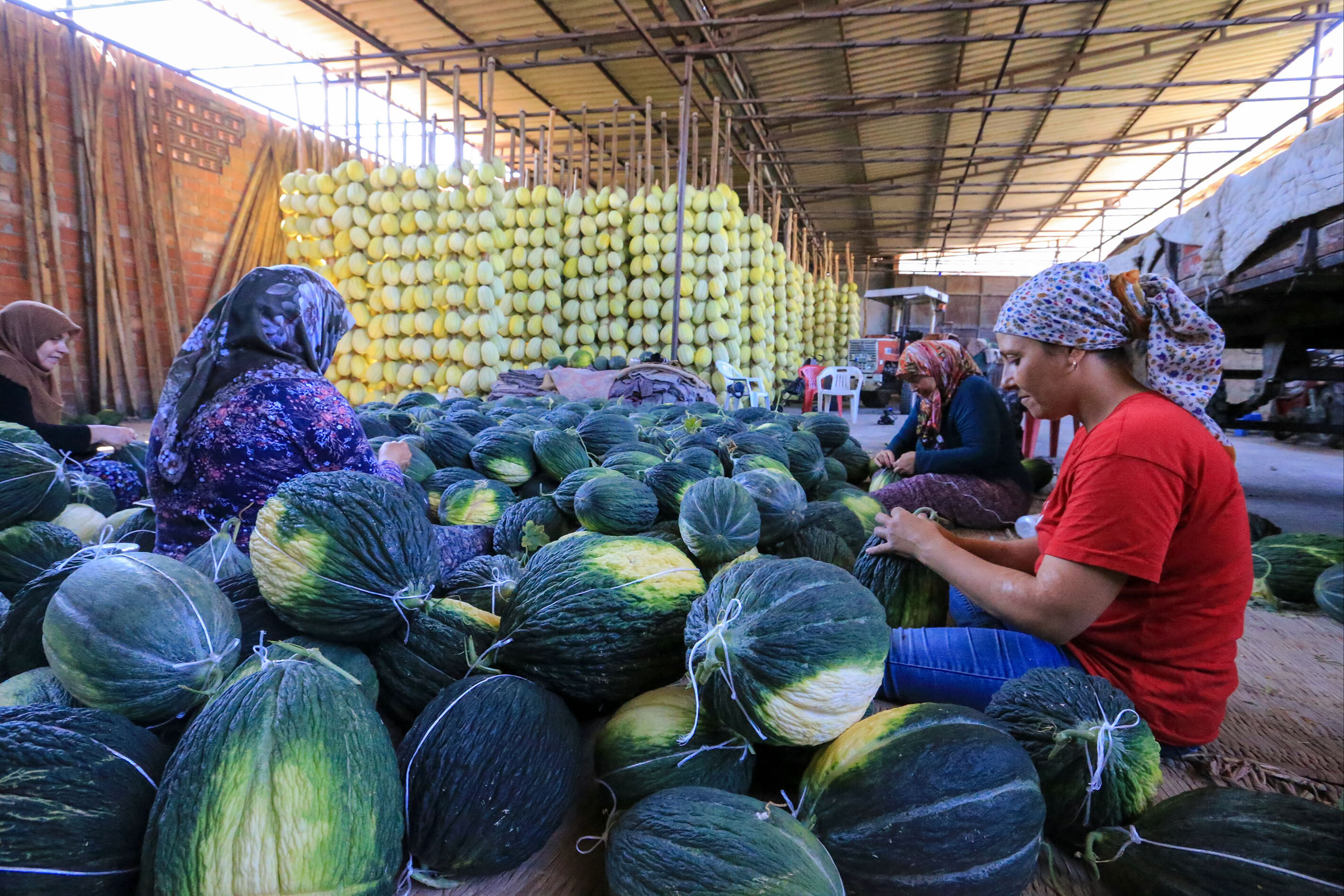 Osmaniyeliler İçin Tescilli Kırkağaç Kavunu Hasadı4