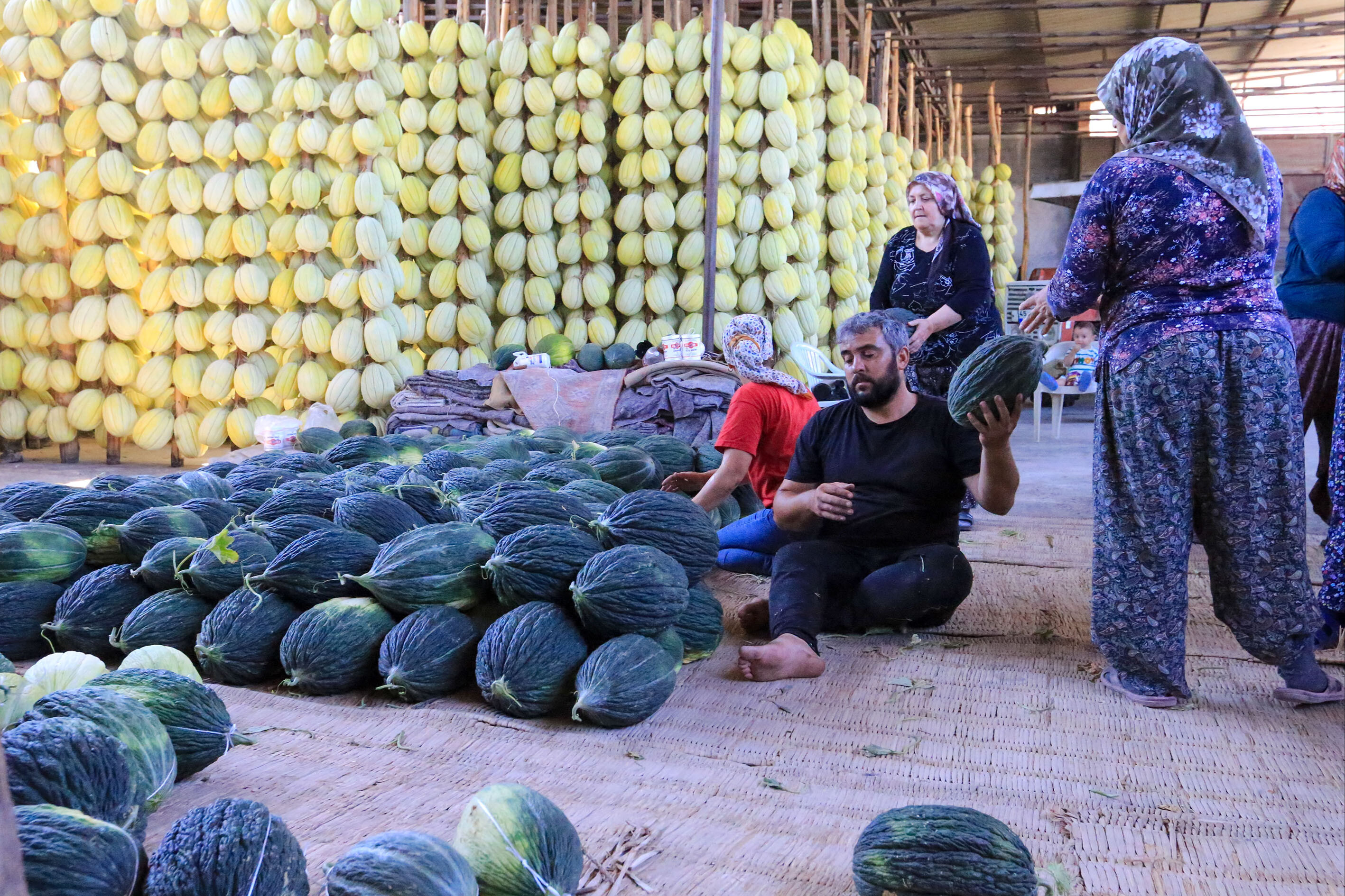 Osmaniyeliler İçin Tescilli Kırkağaç Kavunu Hasadı5