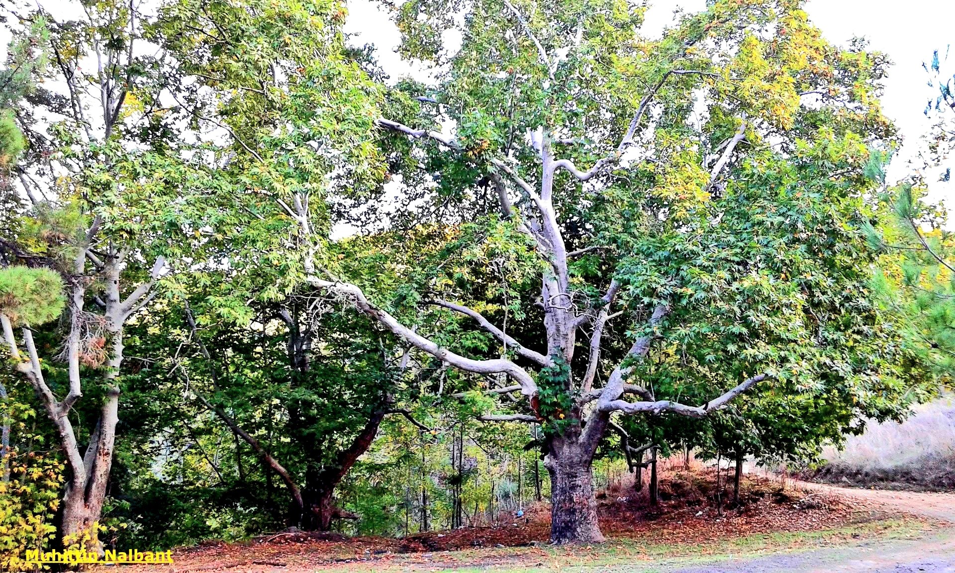 Osmaniye’nin Saklı Güzelliği Kaypak Köyü3