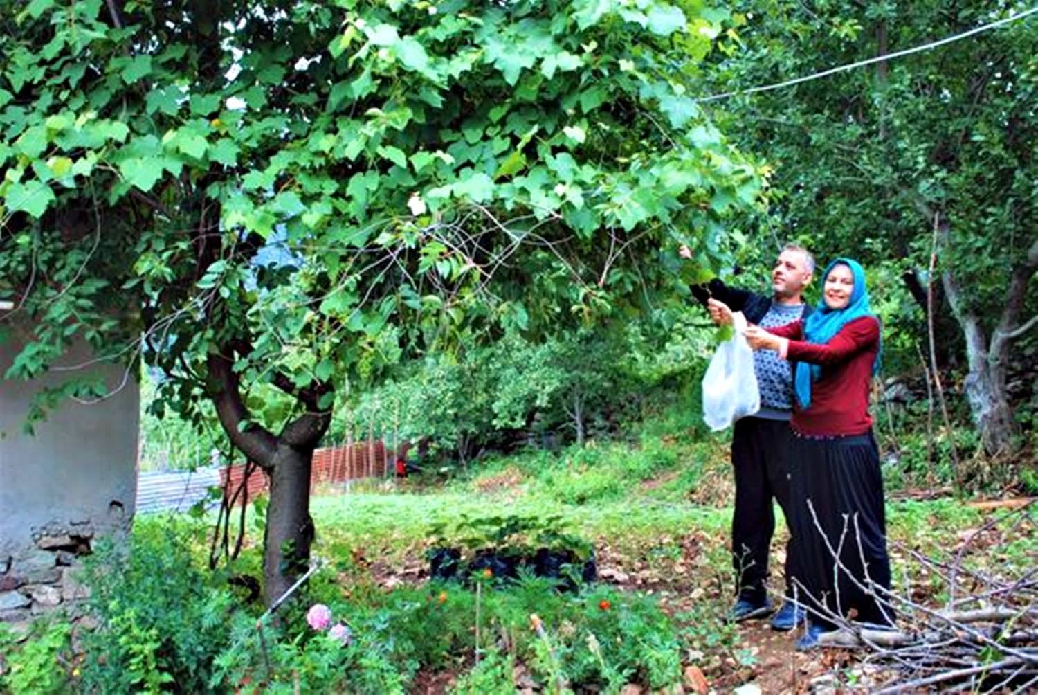 Osmaniye’nin Şifa Kaynağı Adese Üzümü4