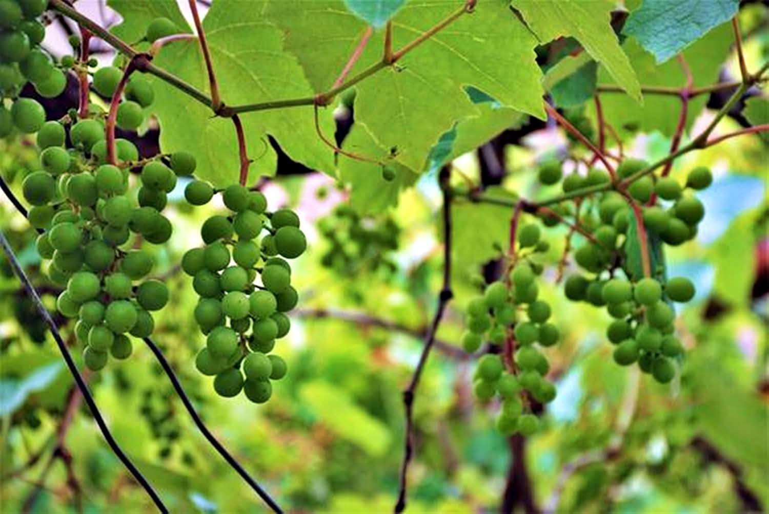 Osmaniye’nin Şifa Kaynağı Adese Üzümü5