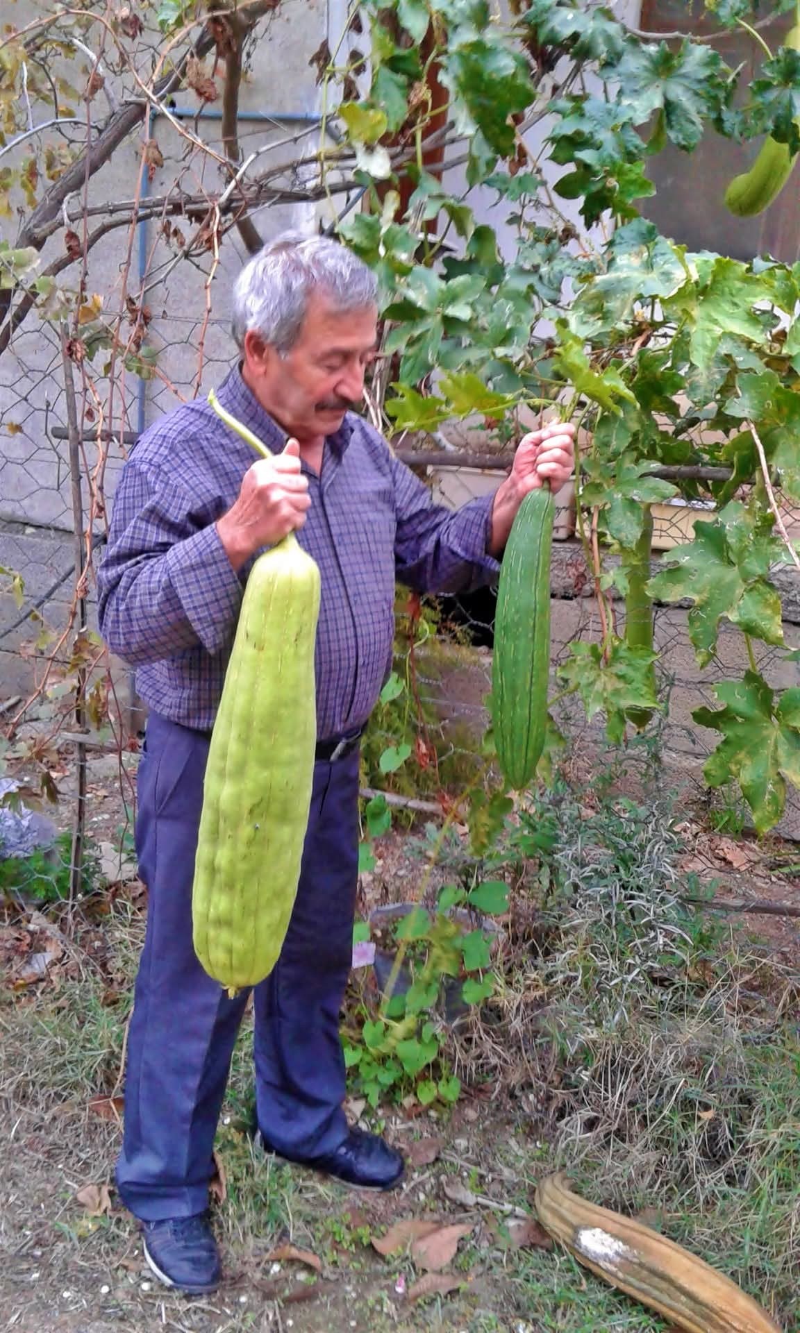Osmaniye’nin Unutulan Değeri Lif Kabağı (1)