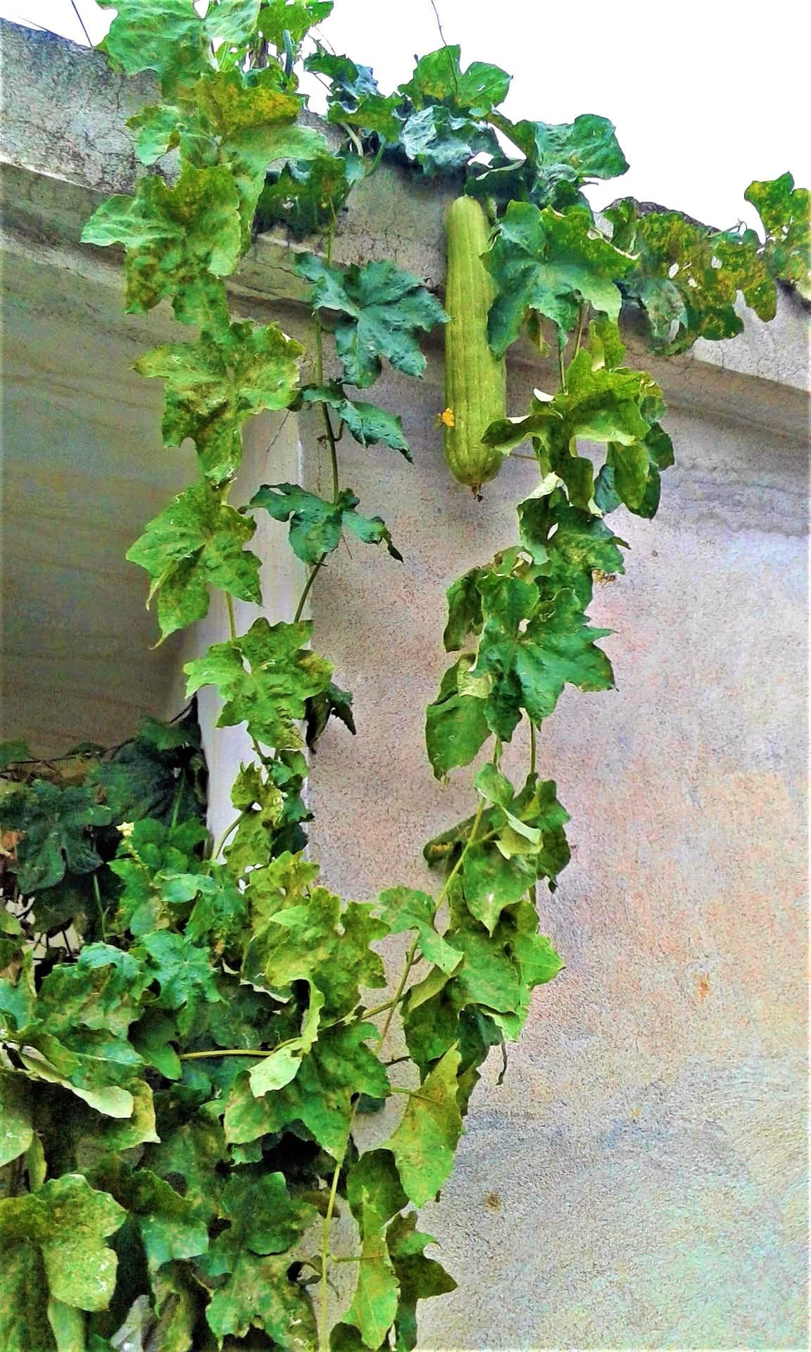 Osmaniye’nin Unutulan Değeri Lif Kabağı (2)