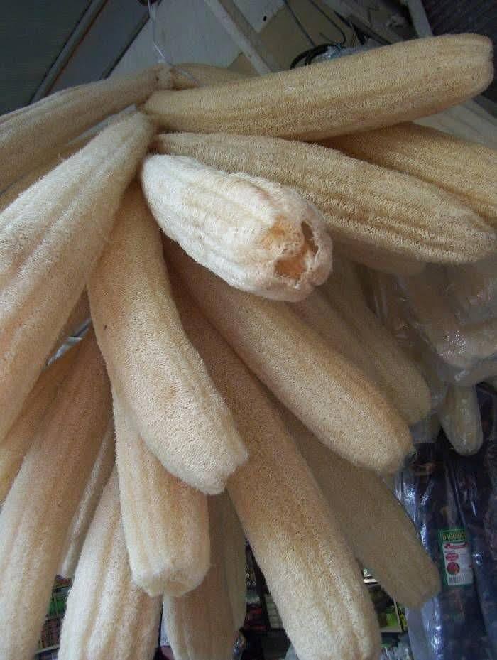 Osmaniye’nin Unutulan Değeri Lif Kabağı (3)