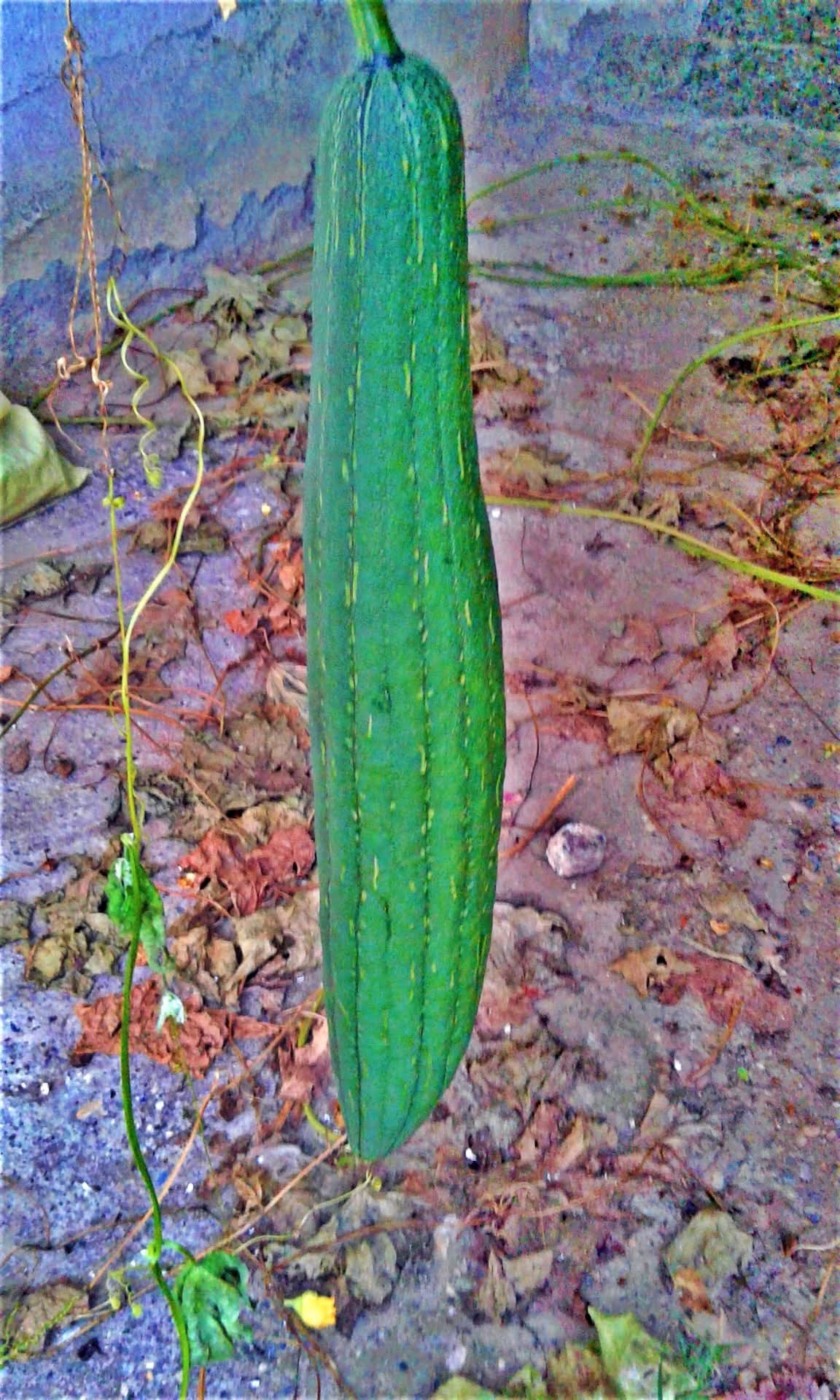 Osmaniye’nin Unutulan Değeri Lif Kabağı (5)